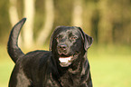 Labrador Retriever Portrait