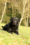 liegender Labrador Retriever