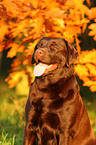 Labrador Retriever Portrait