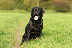 sitzender Labrador Retriever