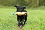 apportierender Labrador Retriever