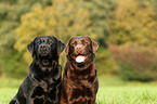 Labrador Retriever Portrait