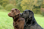 Labrador Retriever Portrait