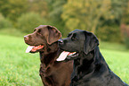 Labrador Retriever Portrait