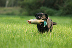 apportierender Labrador Retriever