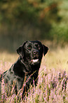 Labrador Retriever Portrait