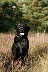 sitzender Labrador Retriever
