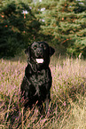 sitzender Labrador Retriever