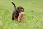 Labrador Retriever Welpe