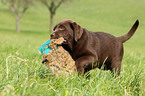 Labrador Retriever Welpe