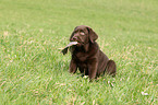 Labrador Retriever Welpe