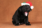 Labrador Retriever Welpe