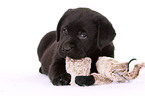 Labrador Retriever Welpe