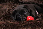 Labrador Retriever Welpe