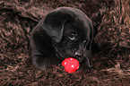 Labrador Retriever Welpe