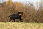 spielender Labrador Retriever