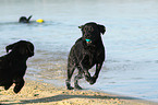 spielende Labrador Retriever