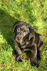 Labrador Retriever Welpe