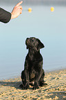 Labrador Retriever Welpe