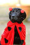 Labrador Retriever Welpe