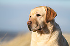 Labrador Retriever Portrait