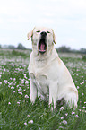 sitzender Labrador Retriever