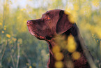 Labrador Retriever Portrait