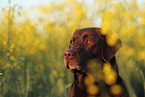 Labrador Retriever Portrait