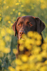 Labrador Retriever Portrait