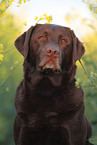 Labrador Retriever Portrait