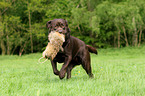 apportierender Labrador Retriever