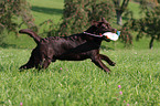 apportierender Labrador Retriever