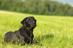 junger Labrador Retriever