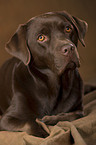 liegender Labrador Retriever