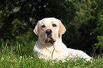 liegender Labrador Retriever