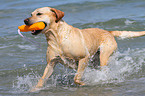 spielender Labrador Retriever