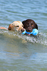 2 spielende Labrador Retriever