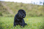 Labrador Retriever Welpe