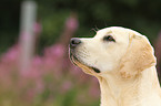 Labrador Retriever Portrait