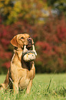 sitzender Labrador Retriever