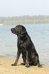 sitzender Labrador Retriever