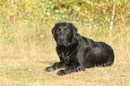 liegender Labrador Retriever