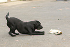 Labrador Retriever und Katze