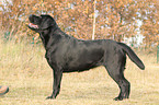 Labrador Retriever