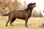 Labrador Retriever