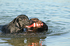 3 Labrador Retriever