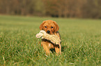 Labrador Retriever Welpe