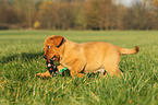 Labrador Retriever Welpe