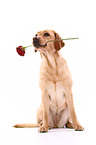 Labrador Retriever mit Rose