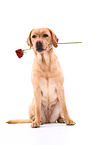 Labrador Retriever mit Rose
